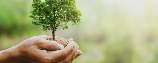 La signification de l'arbre de vie
