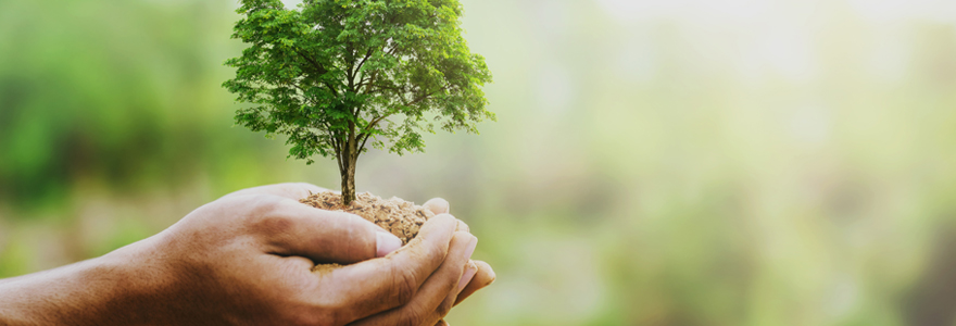 La signification de l'arbre de vie