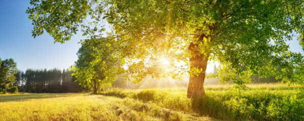 les significations de l’arbre de vie