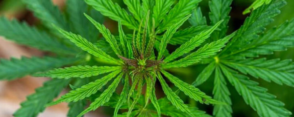 CBD